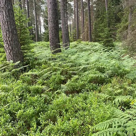 Carpinus Ii Nad Jeziorem Дом отдыха *